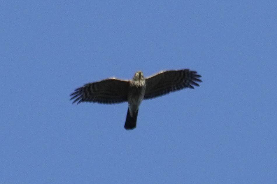 Sharp-shinned Hawk - ML643730140