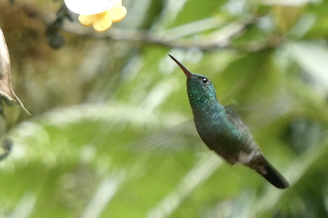 Steely-vented Hummingbird - ML643730143
