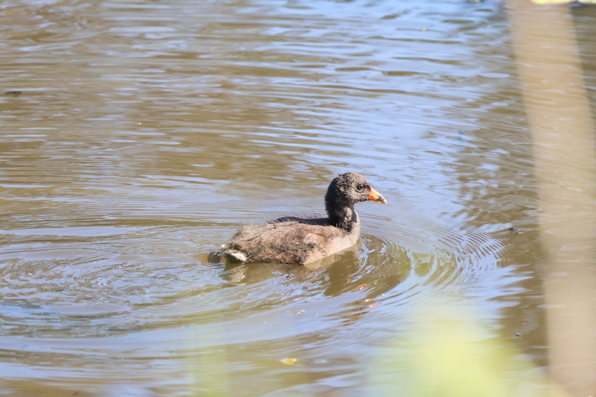 Dusky Moorhen - ML643730144