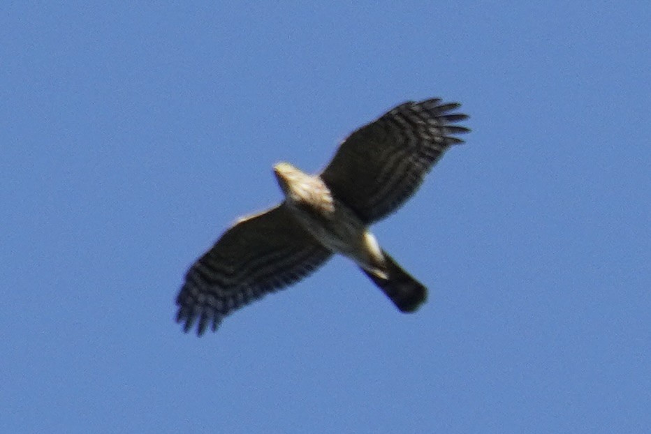 Sharp-shinned Hawk - ML643730158