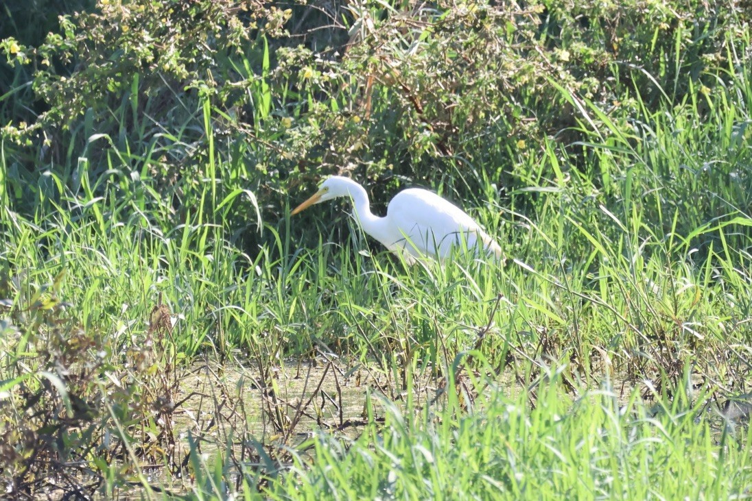 Plumed Egret - ML643730197