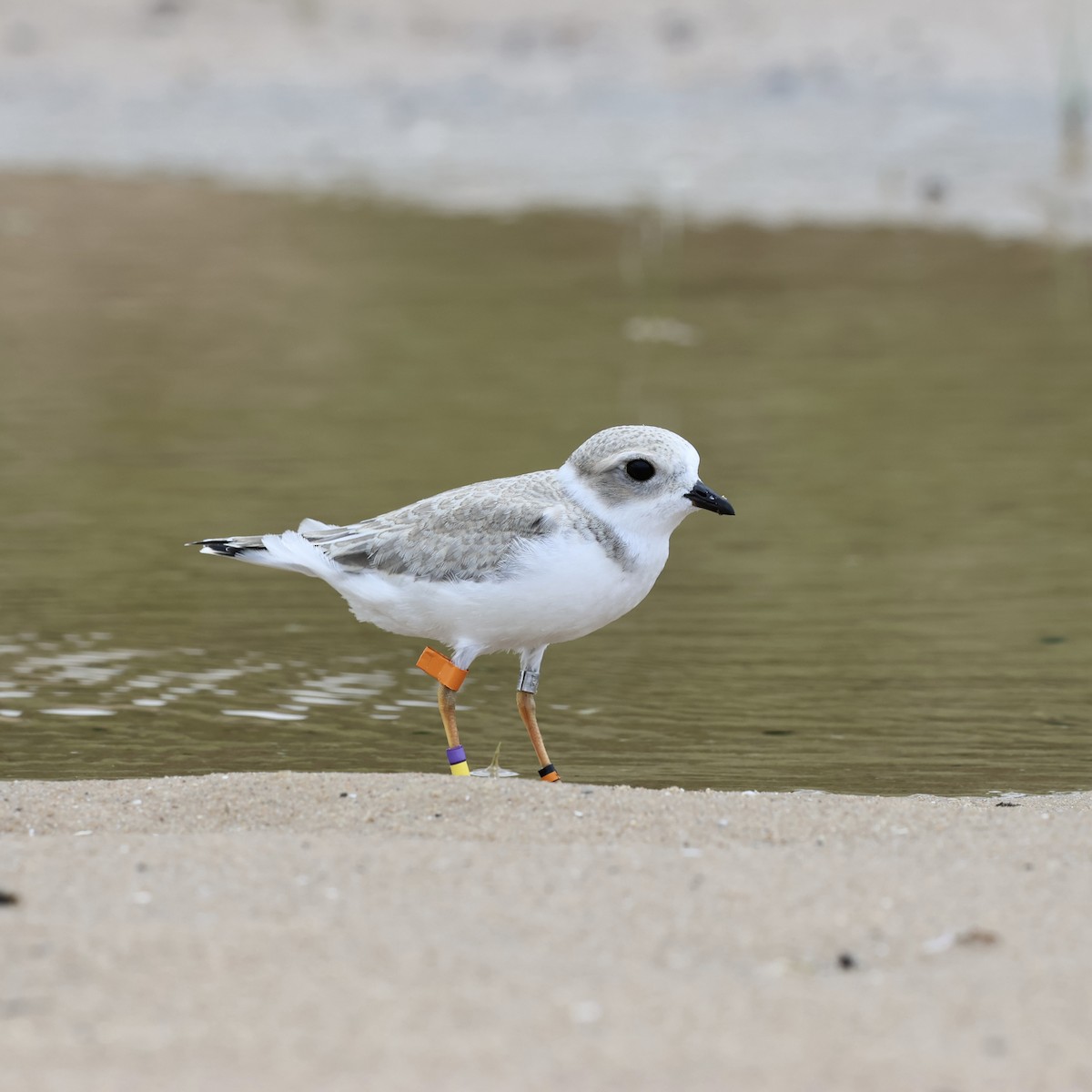 Piping Plover - ML643730201