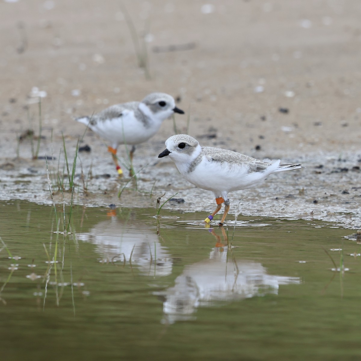 Piping Plover - ML643730202