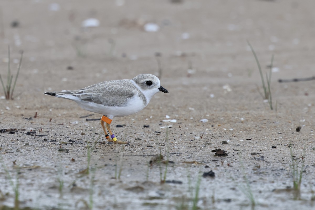 Piping Plover - ML643730203