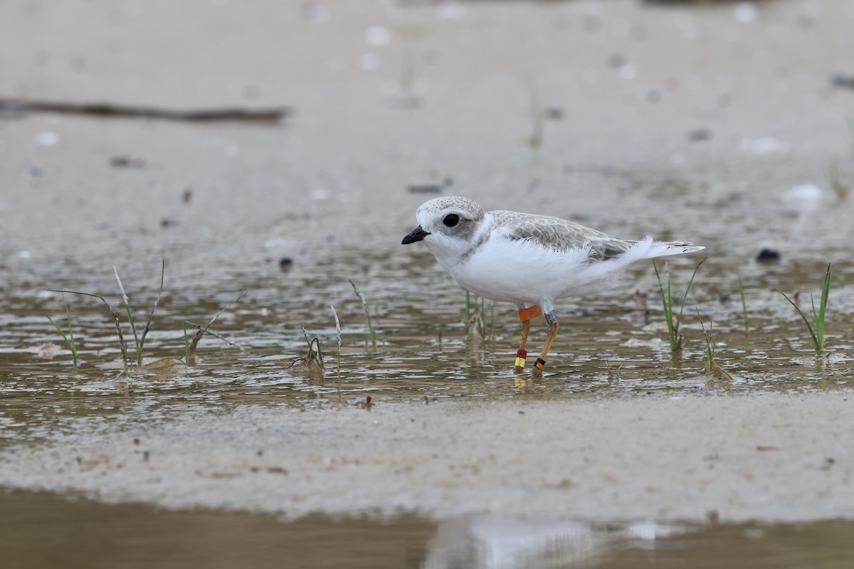 Piping Plover - ML643730204