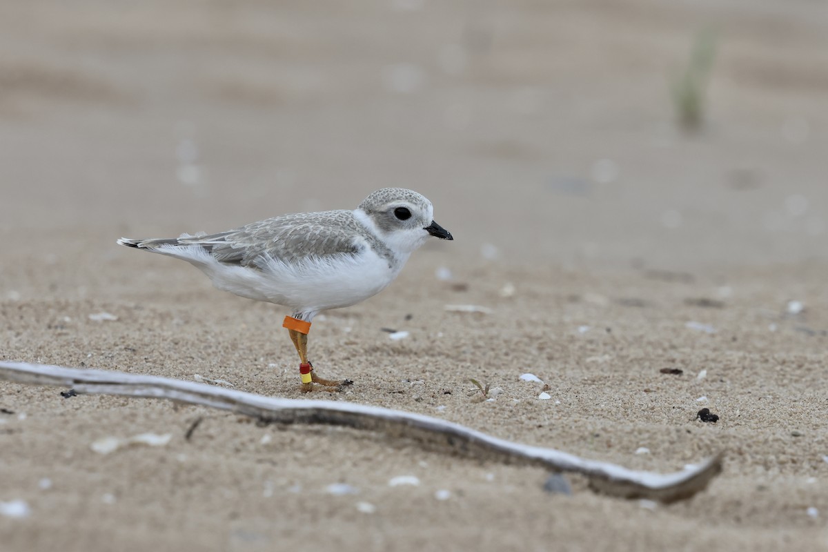 Piping Plover - ML643730205