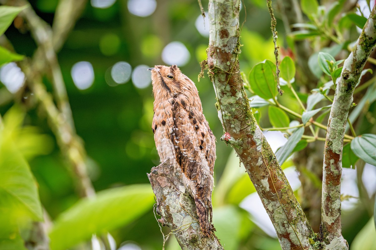 Common Potoo - ML643730214