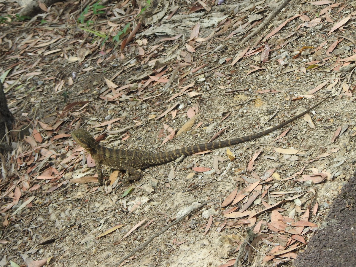 Australian Water Dragon - ML643730215