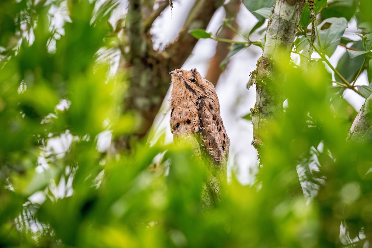Common Potoo - ML643730216
