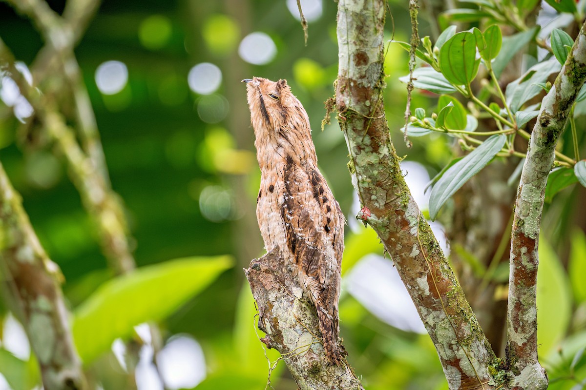 Common Potoo - ML643730217