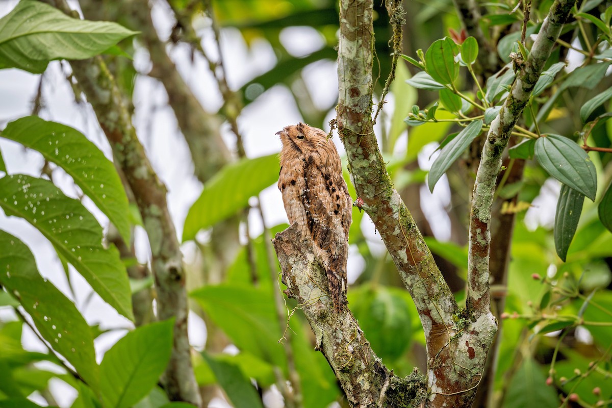 Common Potoo - ML643730218