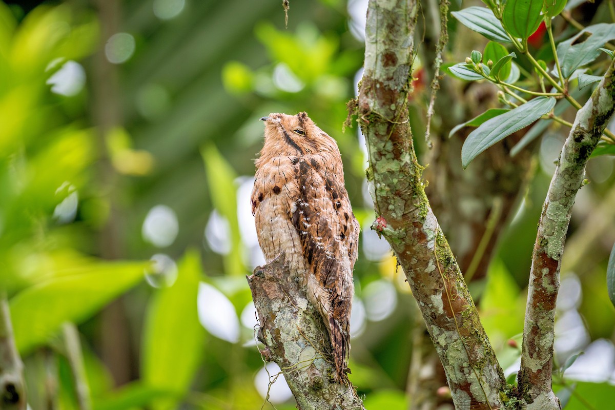 Common Potoo - ML643730219