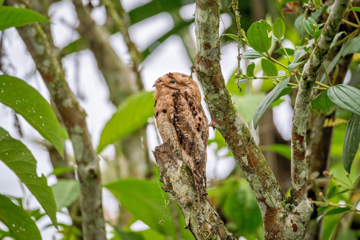 Common Potoo - ML643730220