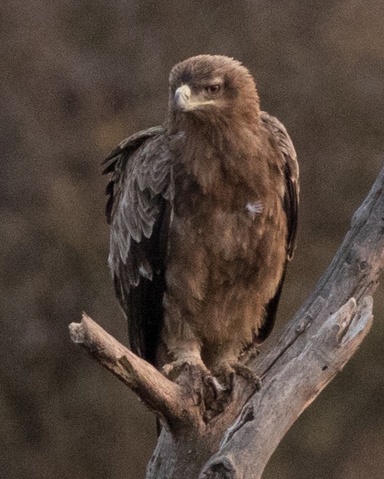 Black-chested Snake-Eagle - ML643730227