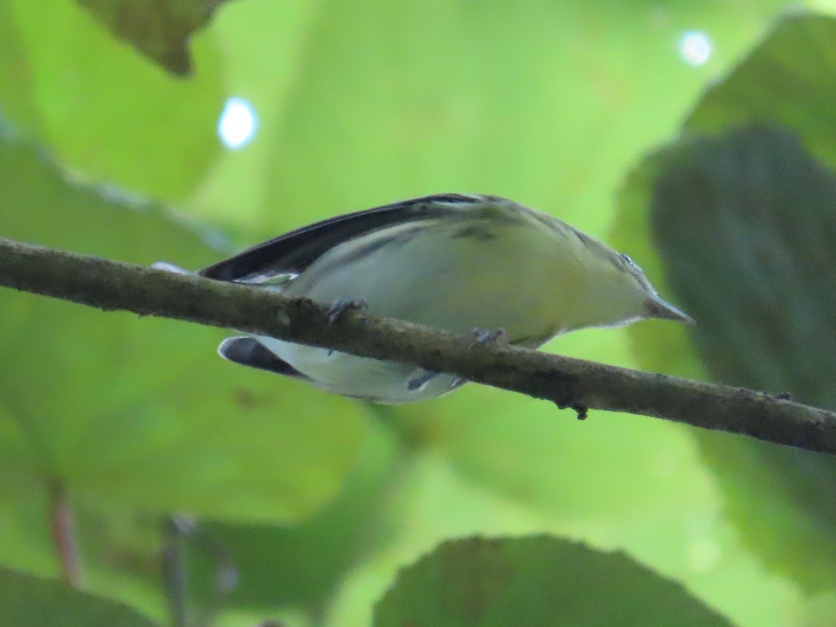 Cerulean Warbler - ML643730230