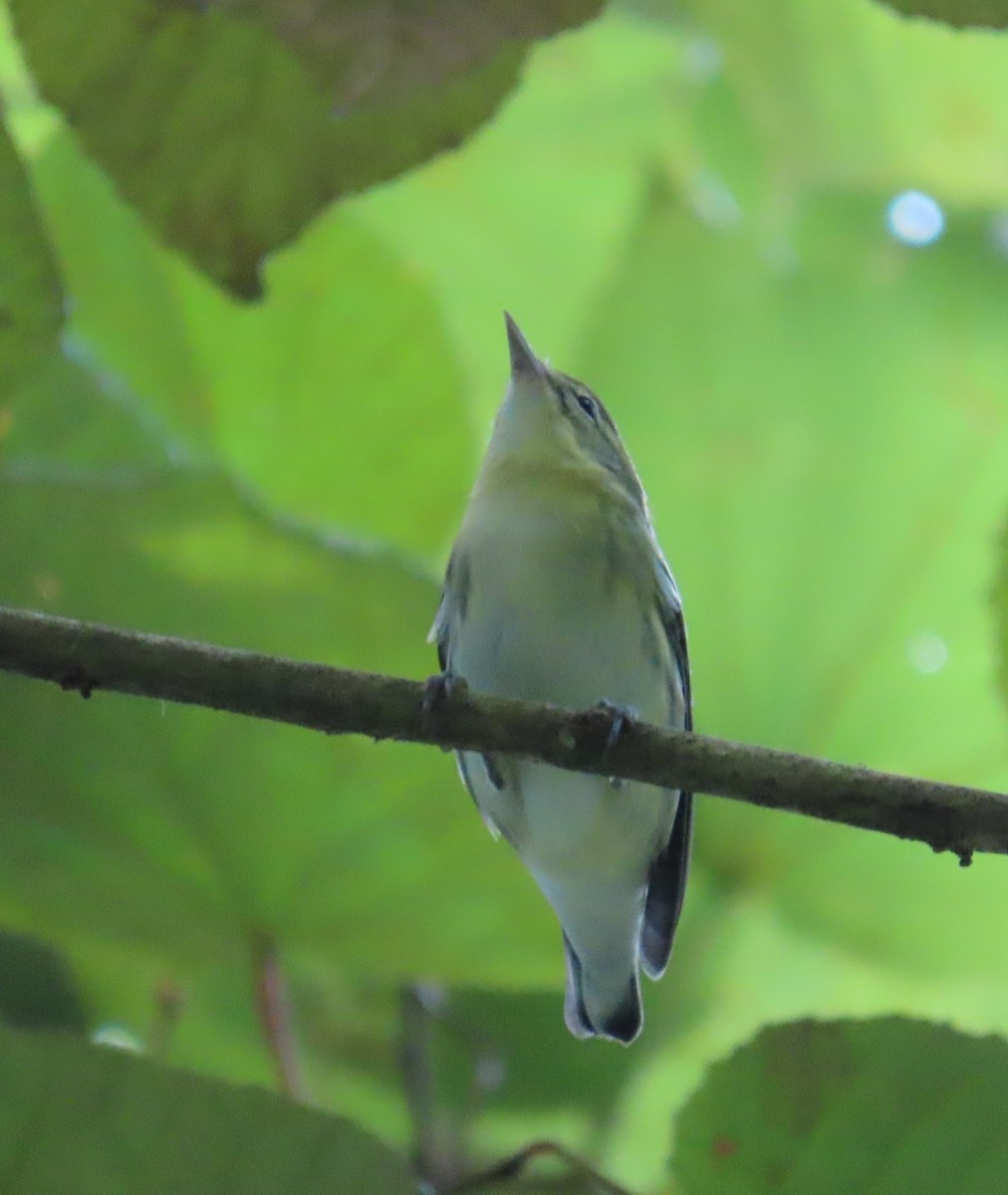 Cerulean Warbler - ML643730231