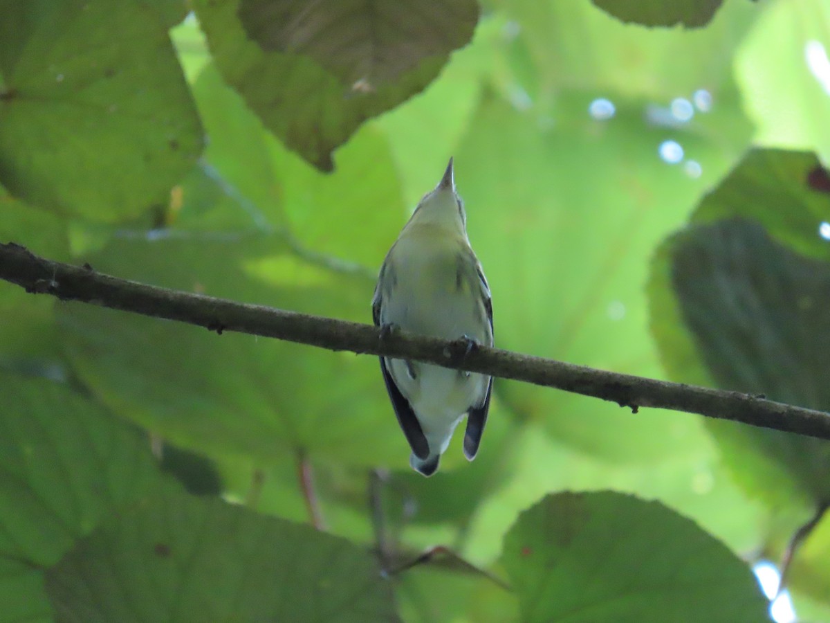 Cerulean Warbler - ML643730235