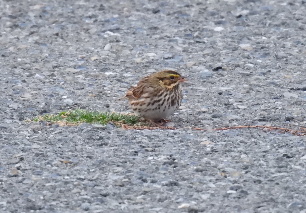 Savannah Sparrow - ML643730237