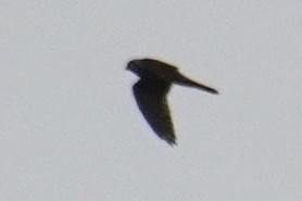 American Kestrel - ML643730238