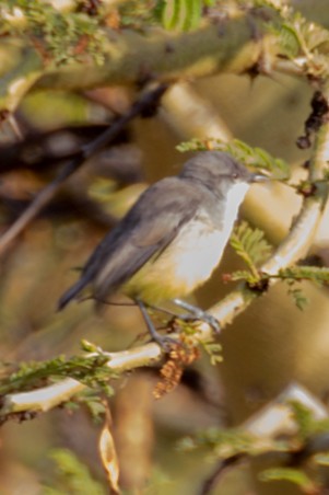 Yellow-bellied Eremomela - ML643730240