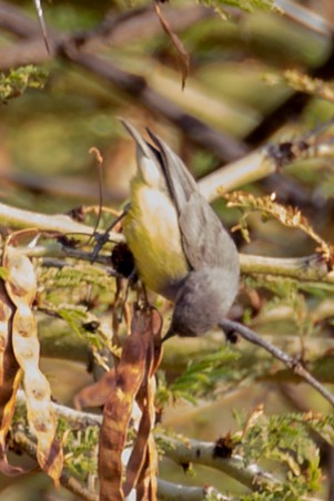 Yellow-bellied Eremomela - ML643730241