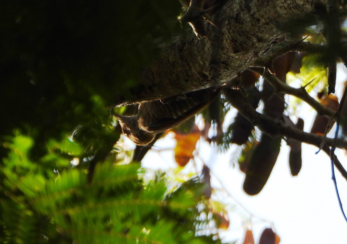 Red-rumped Woodpecker - ML643730242
