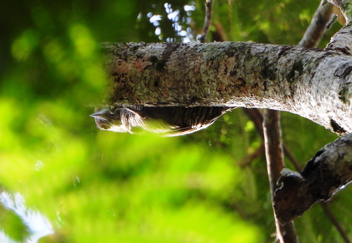 Red-rumped Woodpecker - ML643730243