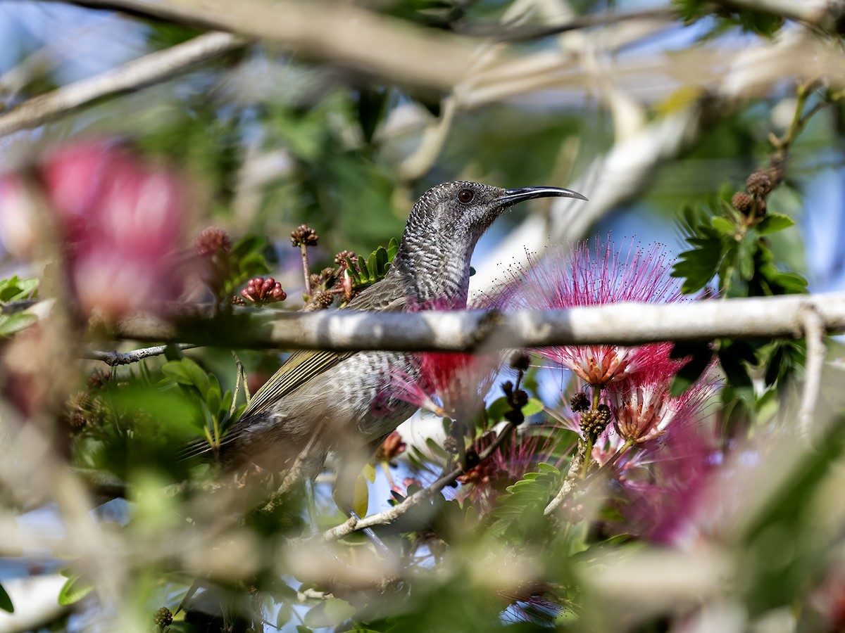 Barred Honeyeater - ML643730245