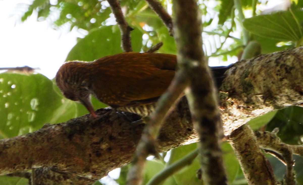 Red-rumped Woodpecker - ML643730246