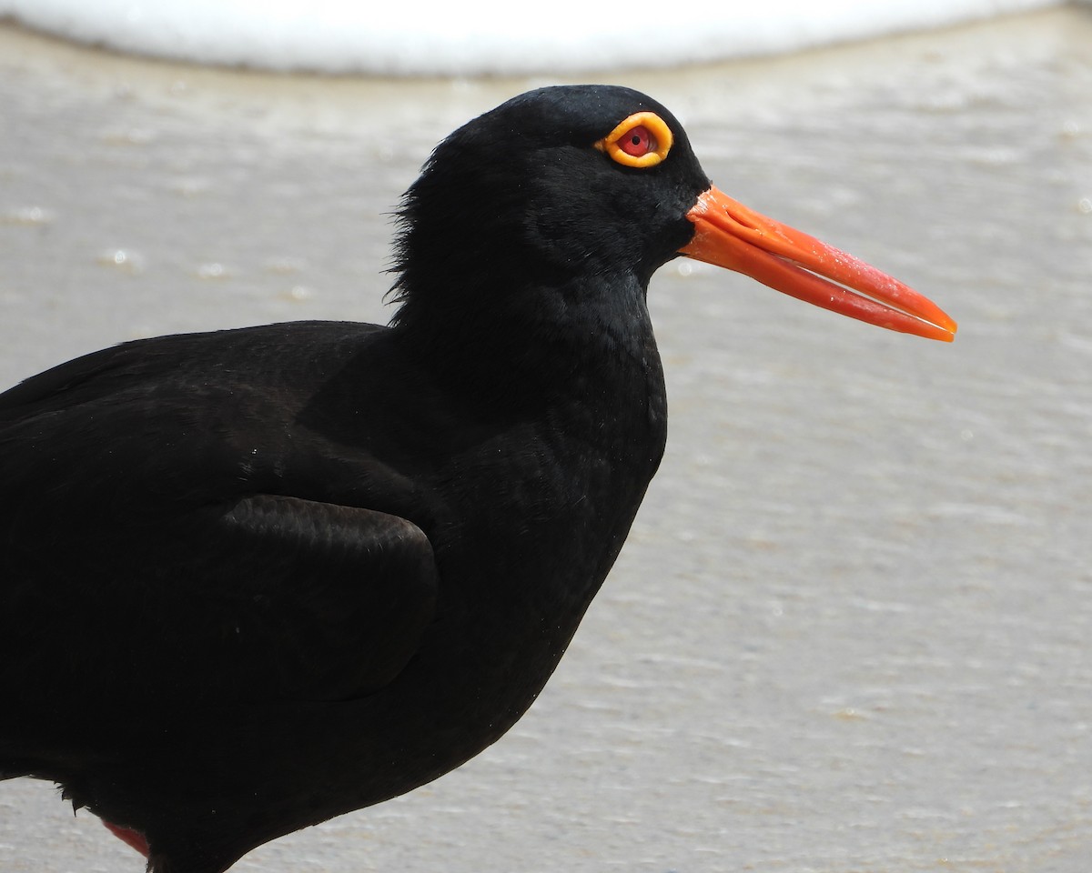 Sooty Oystercatcher - ML643730248
