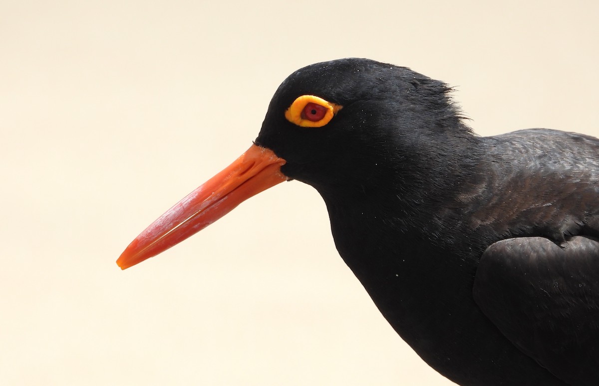 Sooty Oystercatcher - ML643730249