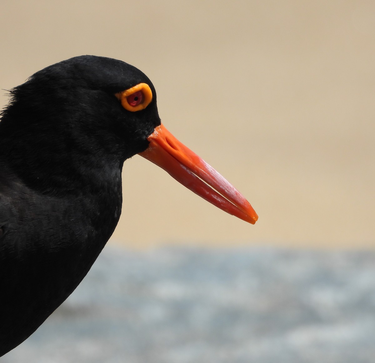 Sooty Oystercatcher - ML643730250