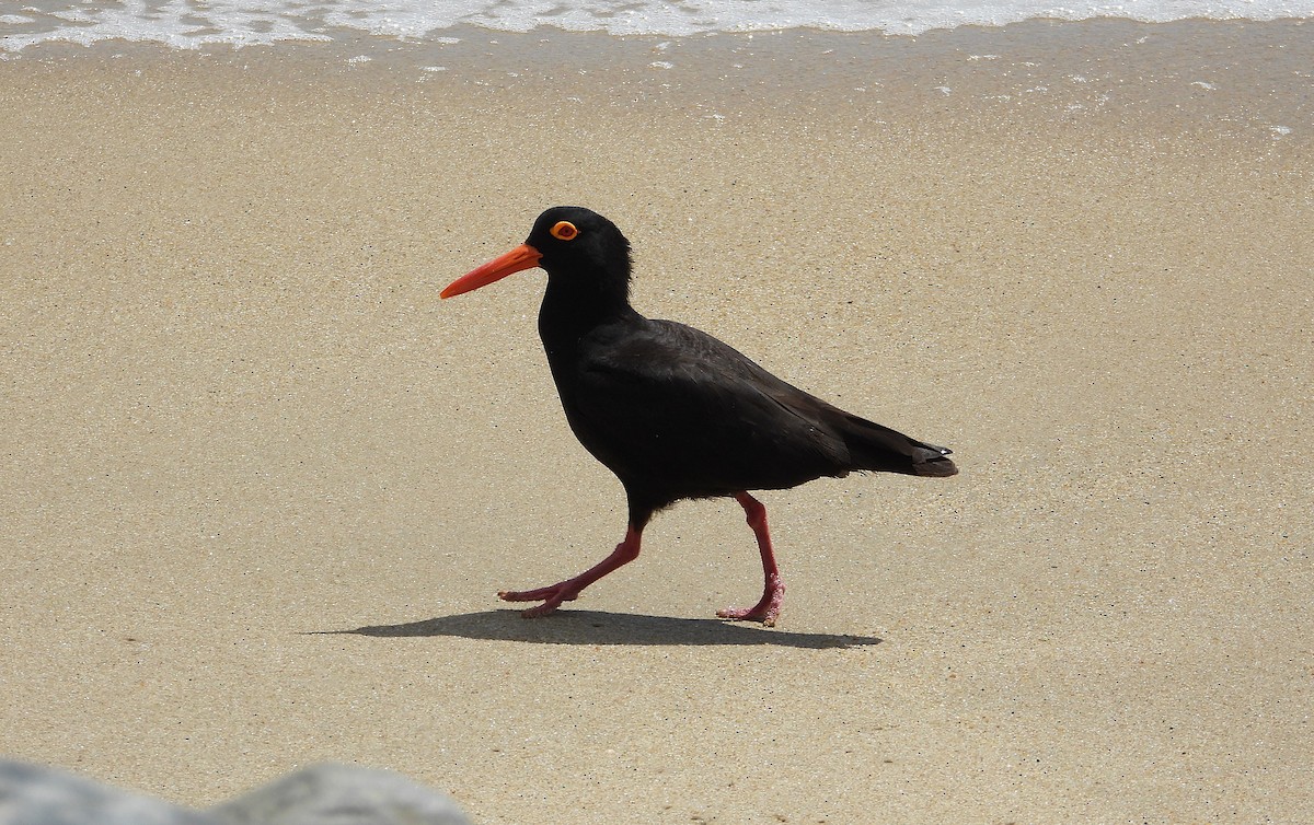 Sooty Oystercatcher - ML643730251