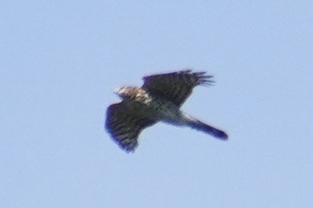 Sharp-shinned Hawk (Northern) - ML643730252