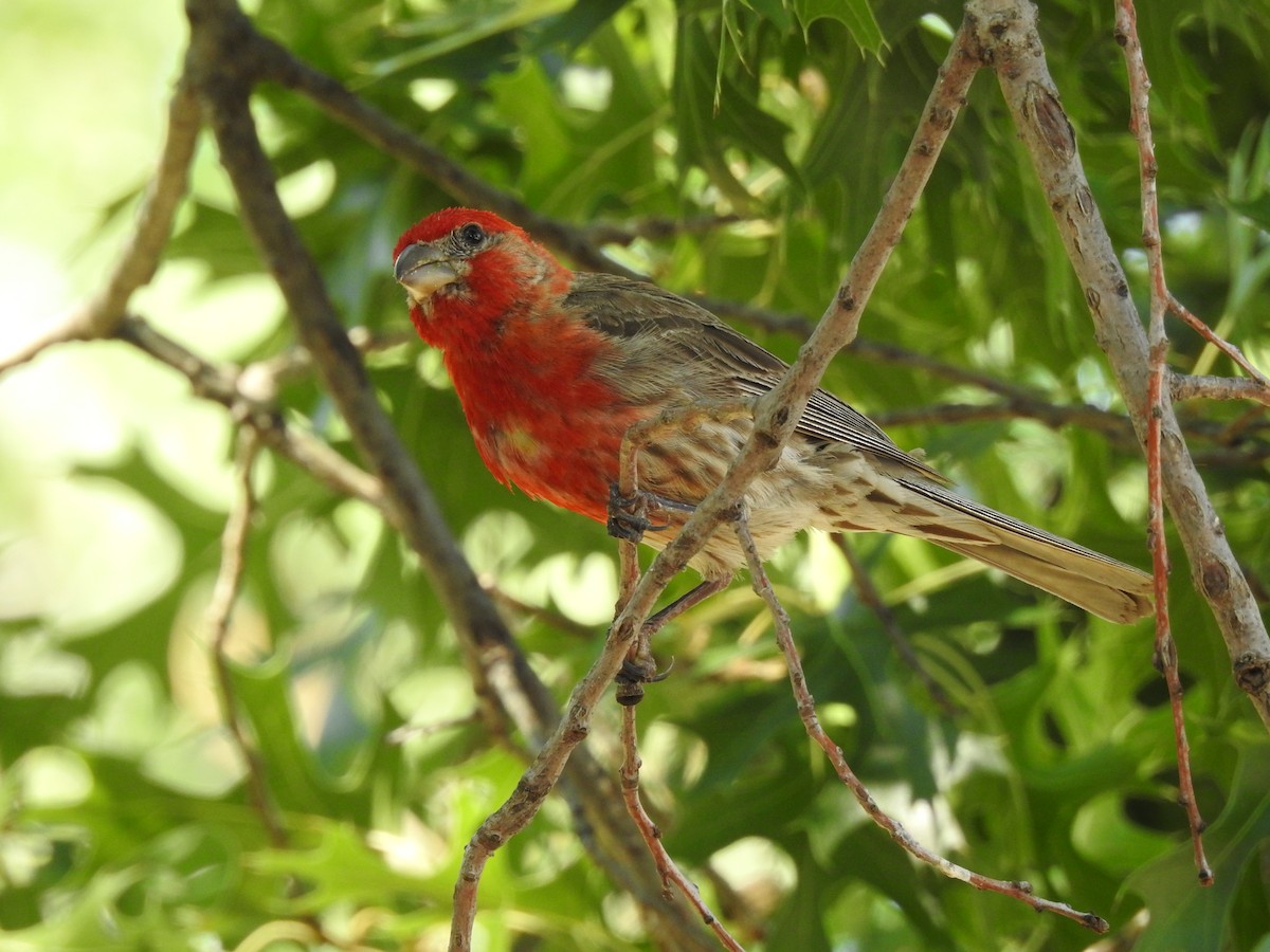 House Finch - ML643730253