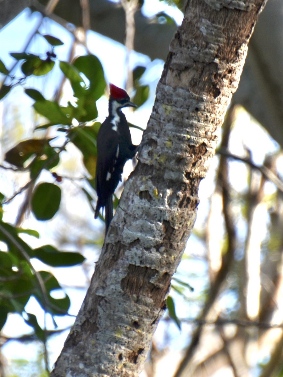 Pileated Woodpecker - ML643730255