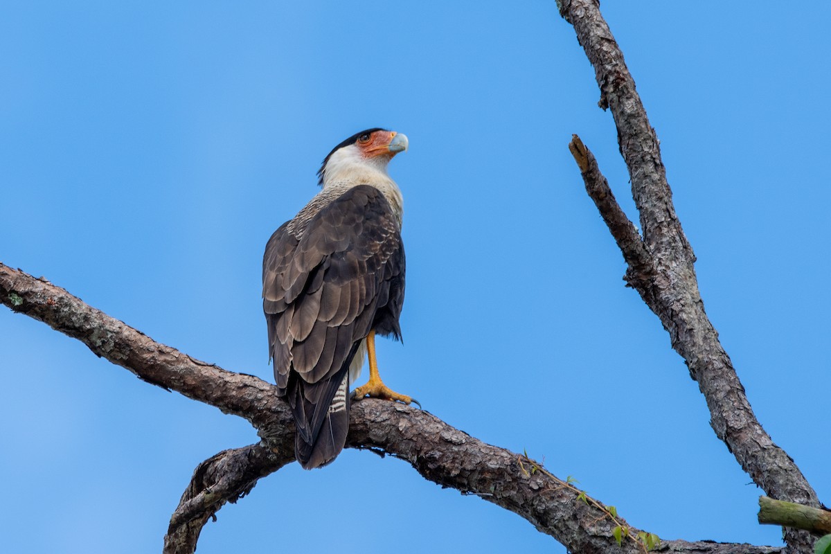 Crested Caracara - ML643730257