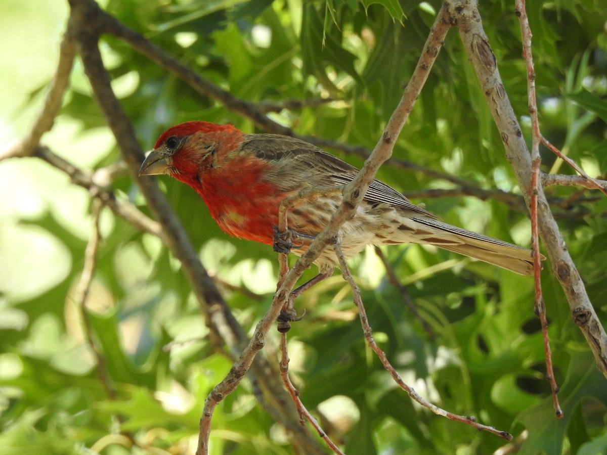 House Finch - ML643730258