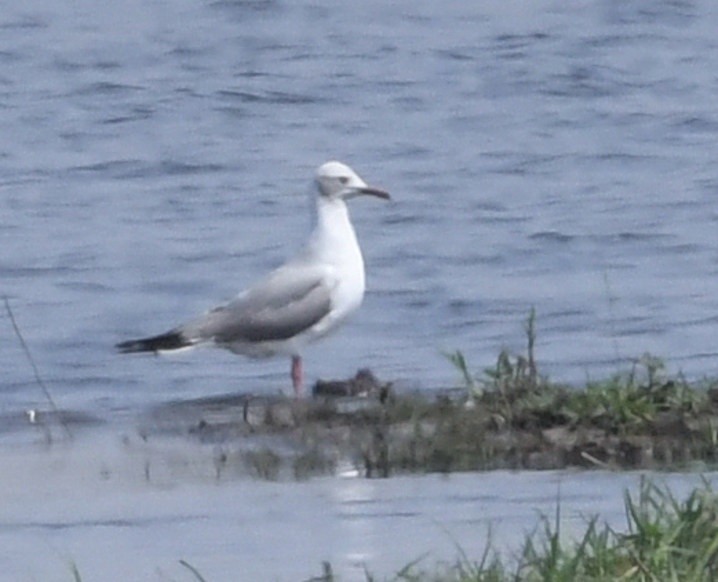 Gray-hooded Gull - ML643730259