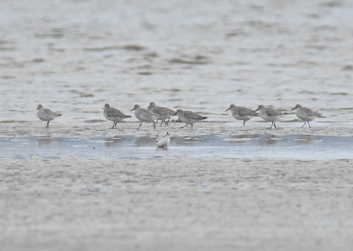 Red Knot - ML643730260