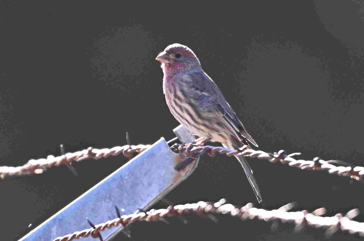 House Finch - ML643730261