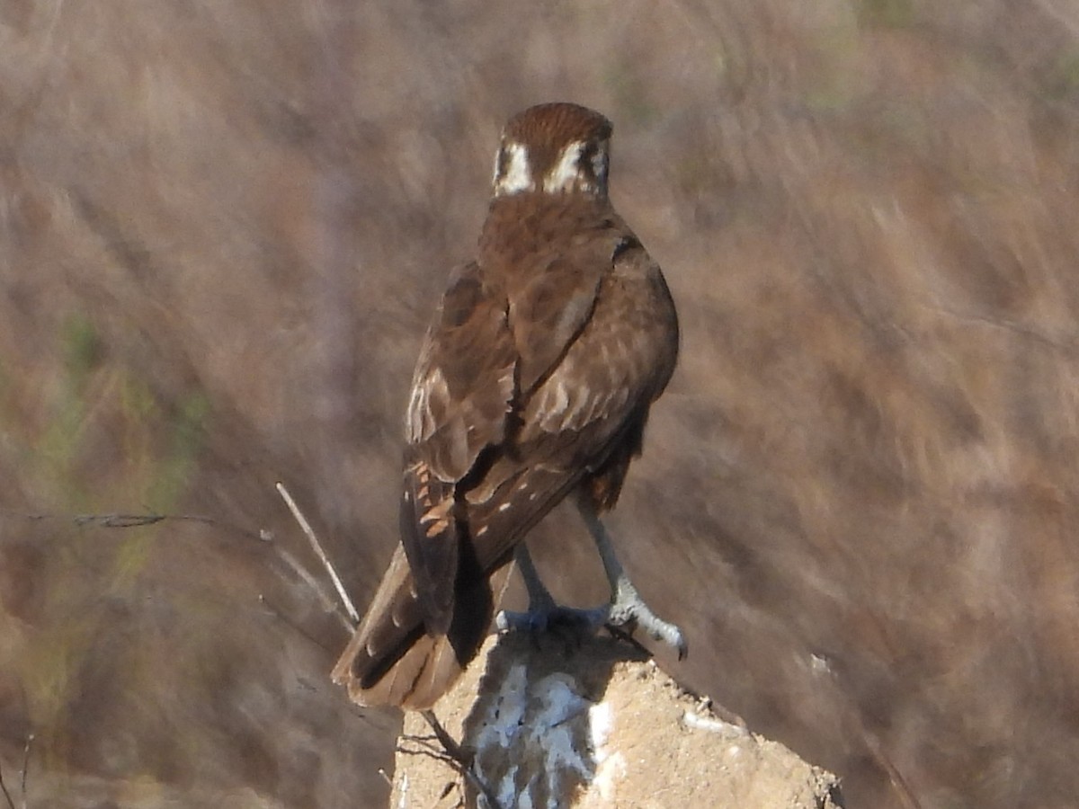 Brown Falcon - ML643730264