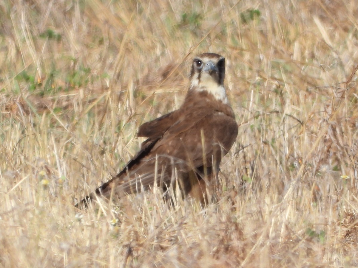 Brown Falcon - ML643730265