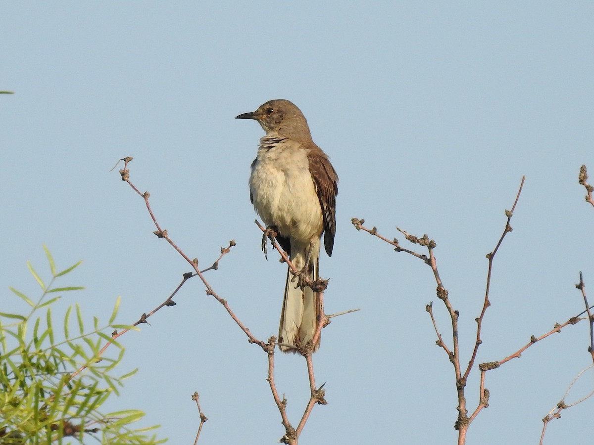 Northern Mockingbird - ML643730267
