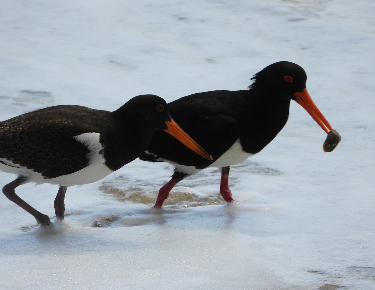 Pied Oystercatcher - ML643730269