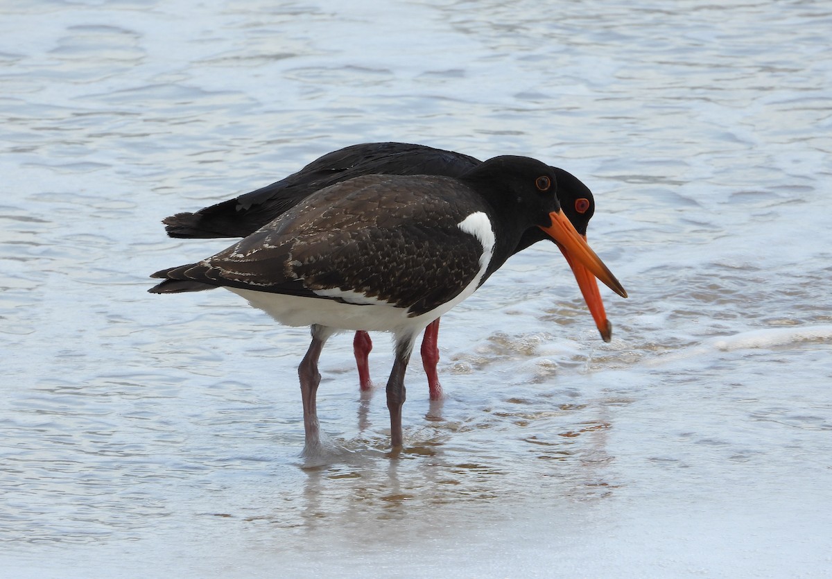 Pied Oystercatcher - ML643730270