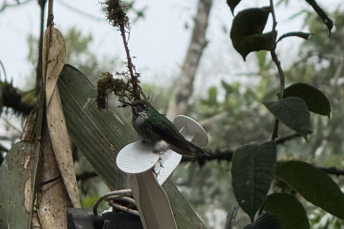 Greenish Puffleg - ML643730271