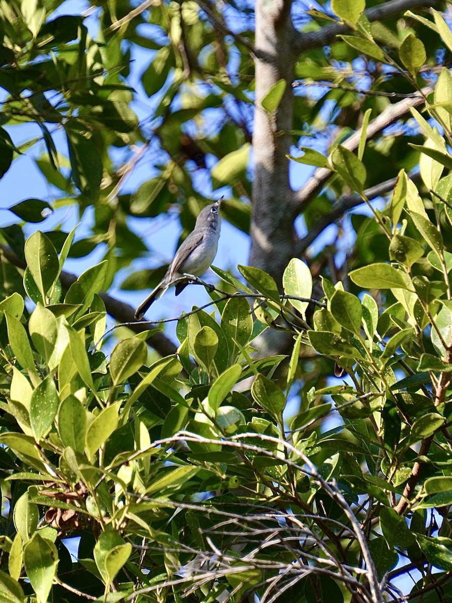 Blue-gray Gnatcatcher (Eastern) - ML643730286