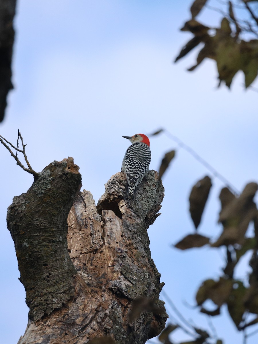 Red-bellied Woodpecker - ML643730291