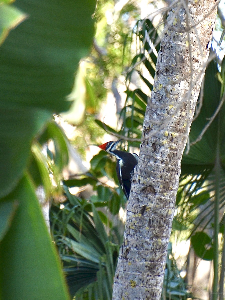 Pileated Woodpecker - ML643730292